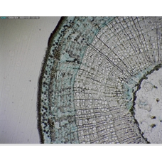 Prepared Microscope Slide - Lime (Tilia): Mature Stem T.S.